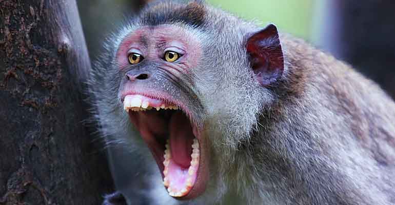 Serangan Monyet di Gunungkidul Mengganas