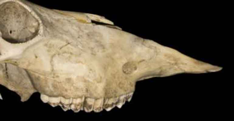 Fosil Binatang Purba Ditemukan di Dekat Goa Pindul