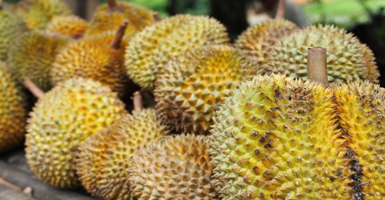Bagi-bagi Durian Gratis di Malam 1000 Duren Digelar di Jogja
