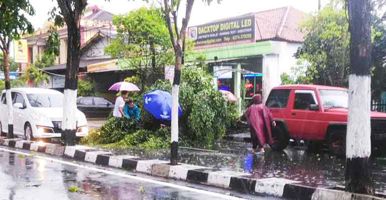 Berita Jogja : Hujan Deras Guyur Kota Yogyakarta, Sejumlah Pohon ...