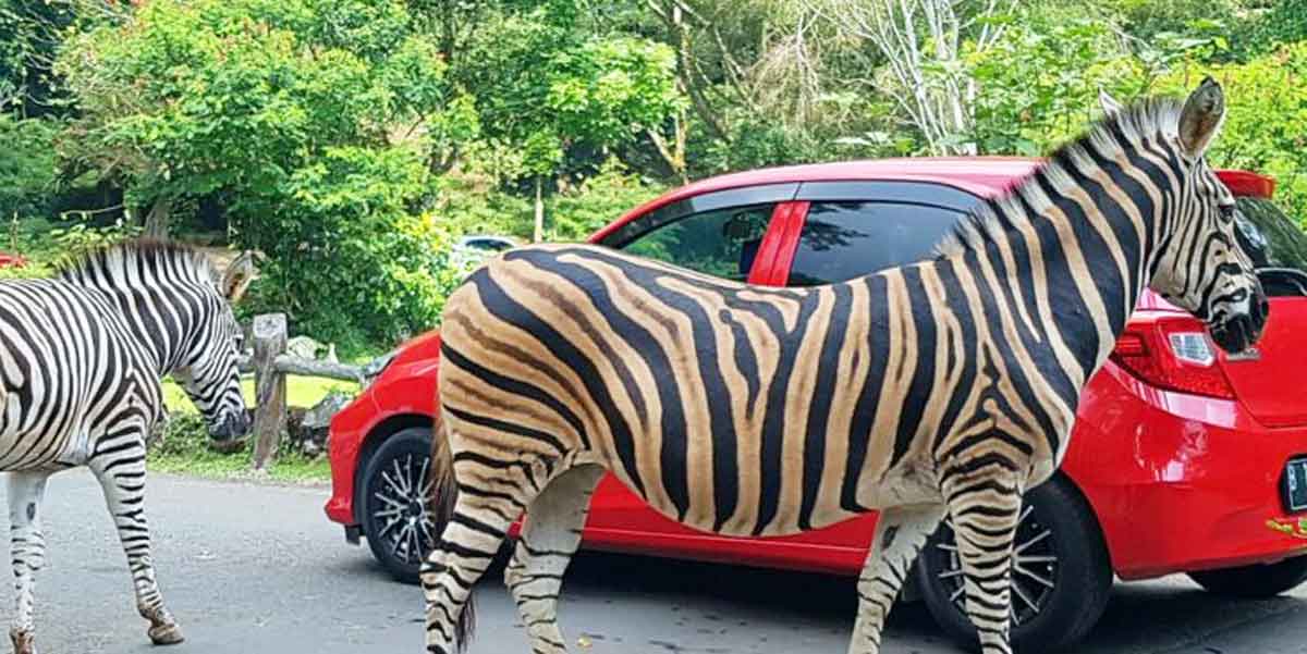 Rencana Pembangunan Taman Safari di Gunungkidul Terus Berjalan