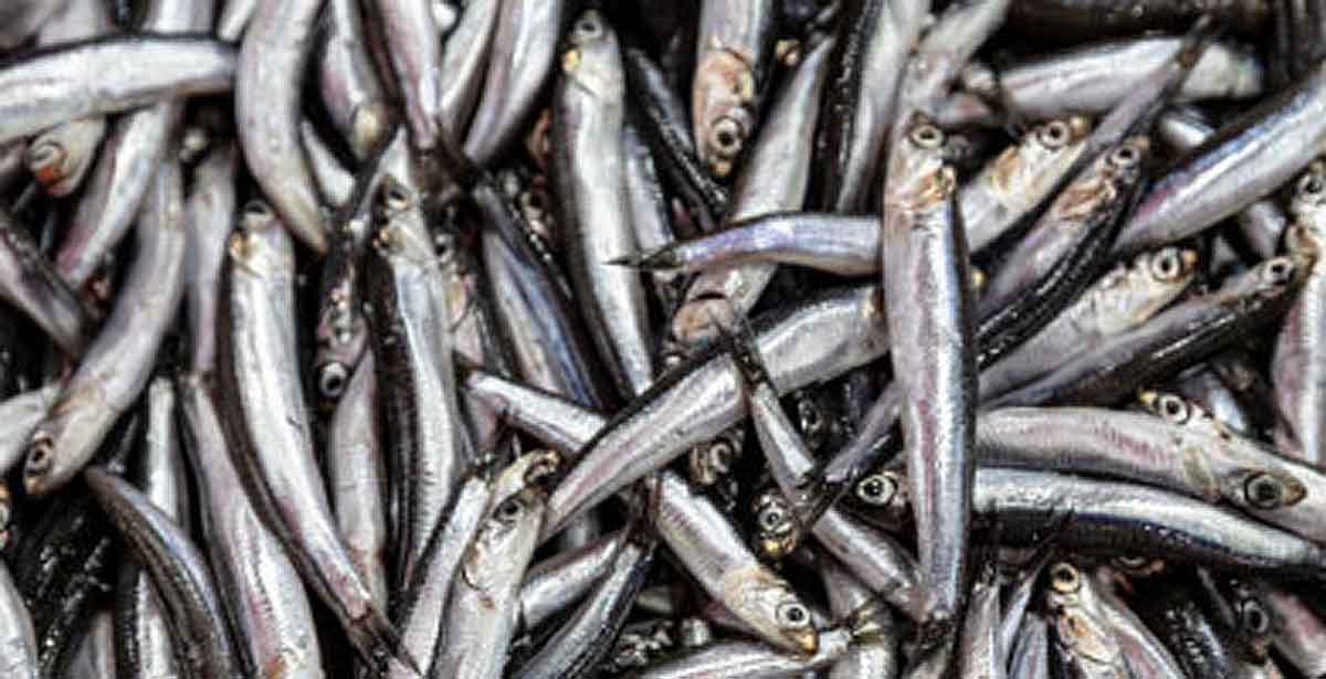 Heboh Rombongan Ikan Teri Berlompatan di Pantai Selatan Jogja, Ini Penyebabnya menurut Dislautkan DIY