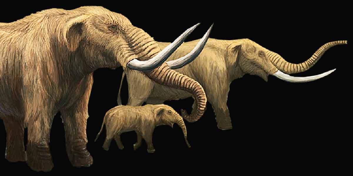 Fosil Gajah Berusia 33.000 Tahun Ditemukan di Gunungkidul