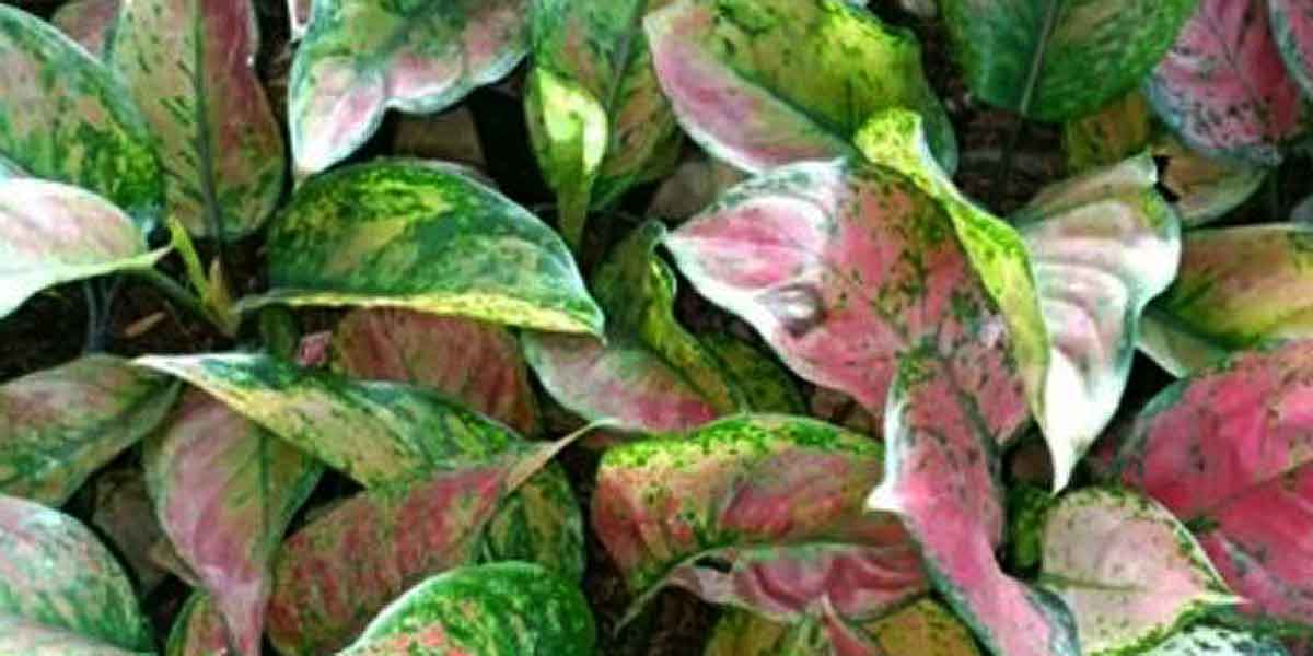 Taman Aglaonema yang Diklaim Terbesar di Indonesia juga Dunia Dibuka di Jogja